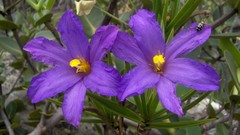 Flowers purple flowers