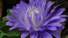 Flowers purple flowers