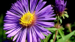 Flowers purple flowers