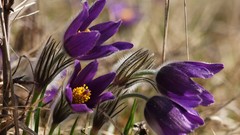 Flowers purple flowers