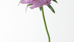 Flowers purple flowers