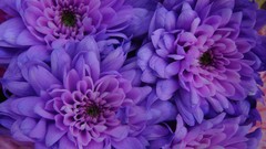 Flowers purple flowers