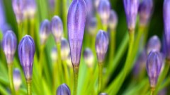 Flowers purple flowers
