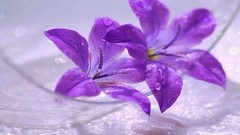 Flowers purple flowers