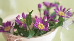 Flowers purple flowers