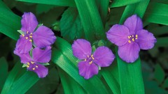 Flowers purple flowers