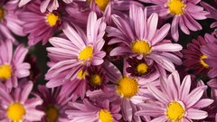 Flowers purple flowers