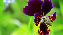 Flowers purple flowers