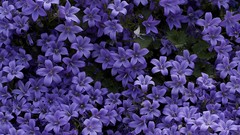 Flowers purple flowers