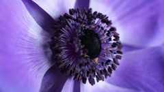 Flowers purple flowers