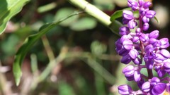 Flowers purple flowers blurred background