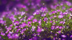 Flowers purple flowers bokeh