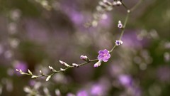 Flowers purple flowers bokeh