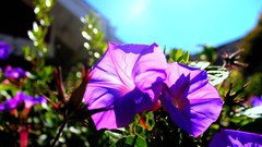 Flowers purple flowers bokeh sunlight petunias