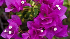 Flowers purple flowers bougainvillea