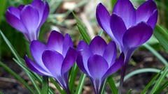 Flowers purple flowers crocus