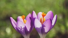 Flowers purple flowers crocus