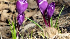 Flowers purple flowers crocus
