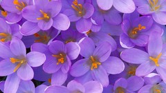 Flowers purple flowers crocus