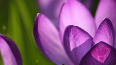 Flowers purple flowers crocus