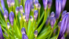 Flowers purple flowers crocus