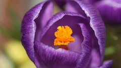 Flowers purple flowers crocus