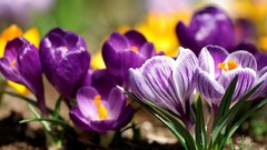 Flowers purple flowers crocus