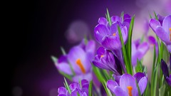 Flowers purple flowers crocus bokeh