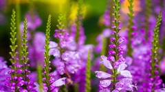 Flowers purple flowers delphinium