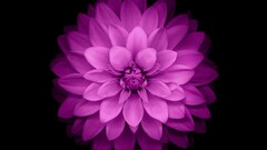 Flowers purple flowers digital art Plants Simple Background