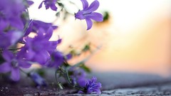 Flowers purple flowers flora