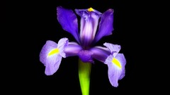 Flowers purple flowers Irises flower petals