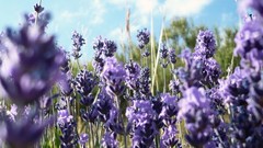 Flowers purple flowers lavender