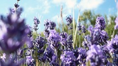 Flowers purple flowers lavender