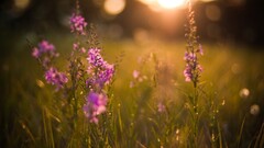 Flowers purple flowers nature bokeh grass Plants outdoors