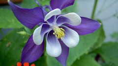 Flowers purple flowers Orchids