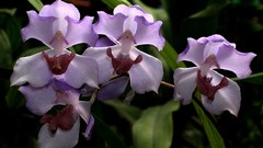 Flowers purple flowers Orchids