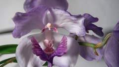 Flowers purple flowers Orchids