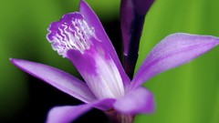 Flowers purple flowers Orchids