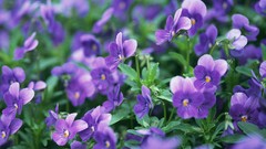 Flowers purple flowers pansies