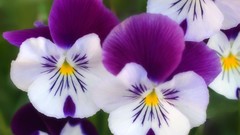 Flowers purple flowers pansies