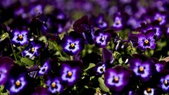 Flowers purple flowers pansies