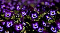 Flowers purple flowers pansies