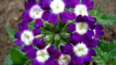 Flowers purple flowers verbena