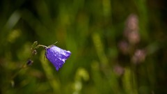 Flowers purple flowers water drops blurred background
