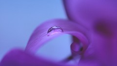 Flowers purple flowers water drops flower petals