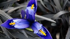 Flowers purple for best living bump amp longest