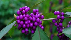 Flowers purple grapes