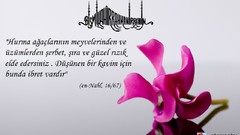 Flowers purple Islam