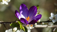 Flowers purple macro Plants nature purple flowers white flowers